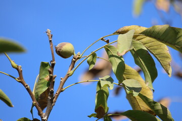 close up of green walnut tree with ripe walnut