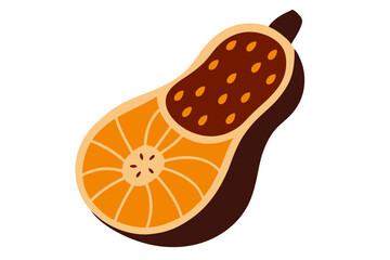  Butternut squash fruit vector illustration 