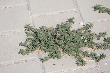 Amaranthus blitoides or mat amaranth is a glabrous annual plants species
