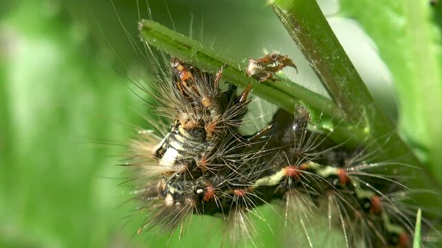 Drinker moth (caterpillar). Dark and covered with brown hairs and golden speckles. Row of white hairs runs down each side of body