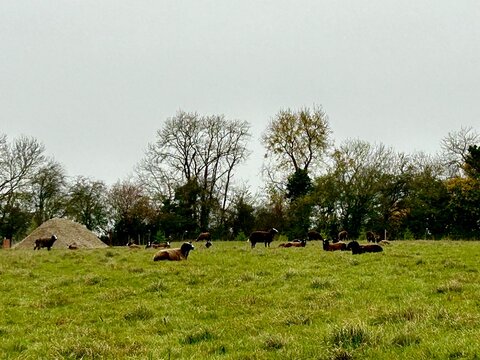 Zwartbles black sweep grazing and relaxing in rural English field 