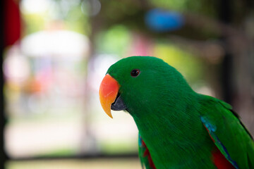 Eclectus Parrot Green mouth left orange years green blue red. A green parrot with a red beak sits on a tree branch
