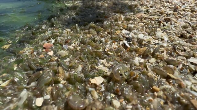 Gammarus, Daphnia washed up on sandy bank due to algae bloom in river. They jump and move because of heat.. Gammarus is an amphipod crustacean genus in family Gammaridae