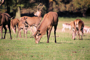 A view of some Red Deer in the countryside on a sunny Autumn day