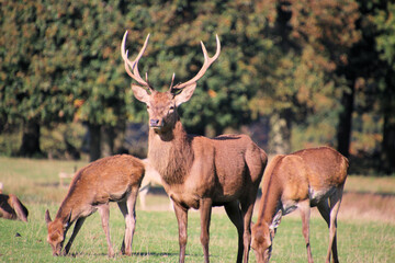 A view of some Red Deer in the countryside on a sunny Autumn day