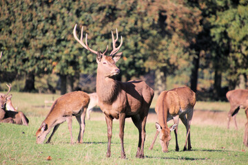 Naklejka premium A view of some Red Deer in the countryside on a sunny Autumn day