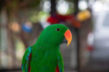 Eclectus Parrot Green mouth left orange years green blue red. A green parrot with a red beak sits on a tree branch