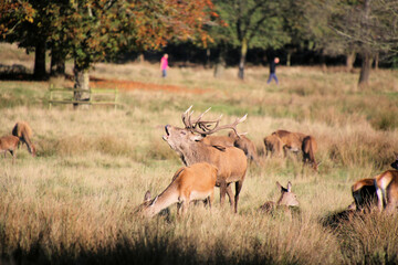 A view of some Red Deer in the countryside on a sunny Autumn day