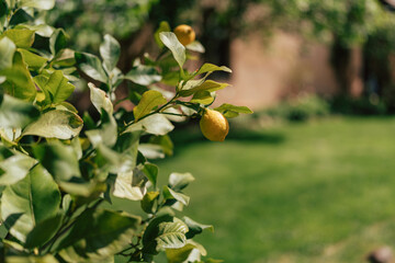 lemon hanging on a lemon true