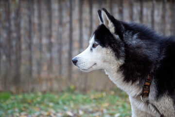 portrait of a Siberian Husky dog, side view, copy space