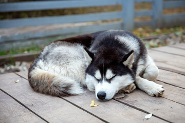 a husky dog is sleeping outside