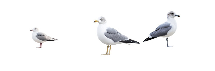 Fototapeta premium Set of A migratory seagull perches on the concrete raili isolated on a transparent background
