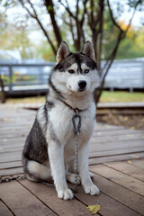Siberian husky with different colored eyes, brown and blue, sitting outdoors and looking away