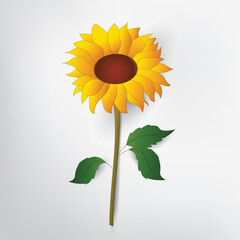 Sunflower flower vector illustration.
