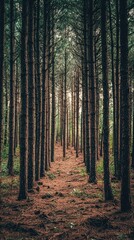 Fototapeta premium Minimalist Abstract Representation of Trees in Forest