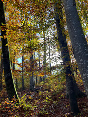 Autumn forest shot against the sun