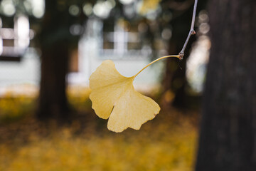 Gingko Herbstlaub