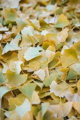 Gingko Herbstlaub