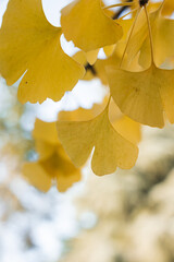Gingko Herbstlaub