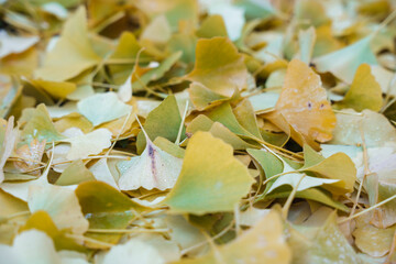 Gingko Herbstlaub