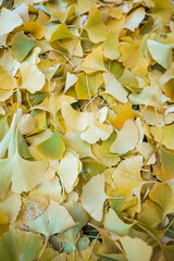 Gingko Herbstlaub