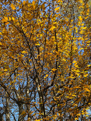 Tree with yellow leaves in autumn