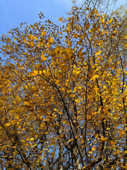 Tree with yellow leaves in autumn