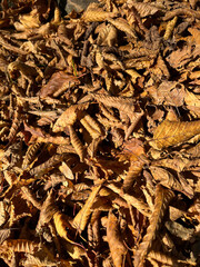Golden dry leaves covering the floor