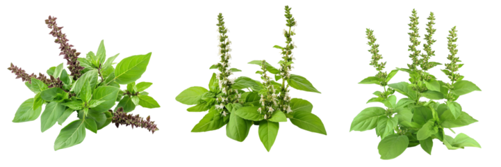 Set of Holy Basil Ocimum sanctum isolated on a transparent background