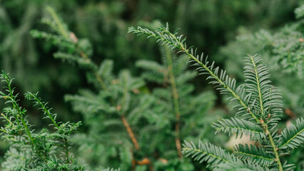 pine trees close up in forest 