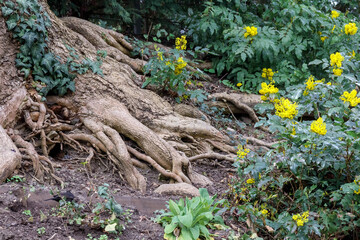 Tree roots above the ground and yellow flowers next to it