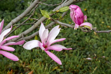 Fototapeta premium a tree with bunches of pink magnolia flowers on its branches