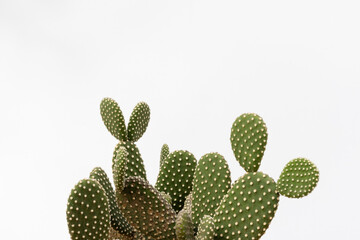 Minimalistic Close-Up of Opuntia Microdasys Cactus on White Background with Copy Space