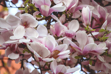 
pink and white magnolia flowers