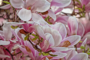 Obraz premium pink and white magnolia flowers