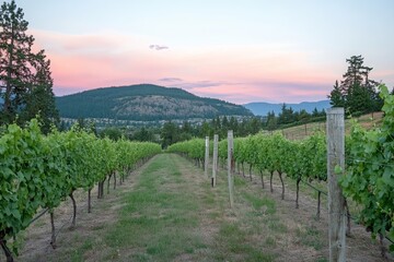 Naklejka premium Lush Green Vineyard at Golden Hour with Hill Backdrop