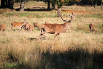 Fototapeta premium A view of some Red Deer in the countryside on a sunny Autumn day