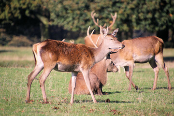 Fototapeta premium A view of some Red Deer in the countryside on a sunny Autumn day