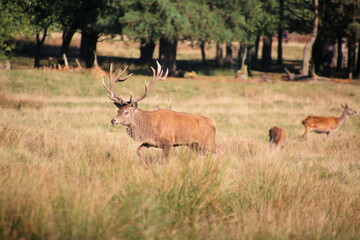 deer in the woods