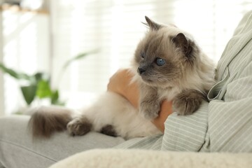 Woman with cute kitten at home, closeup