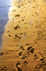 Footprints on the Sandy Shoreline