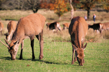 A view of some Red Deer in the countryside on a sunny Autumn day