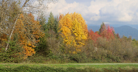 Obraz premium Canadian autumn colors in full glory