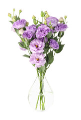 Vase with beautiful violet eustoma flowers isolated on white