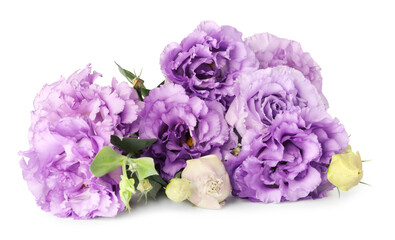 Beautiful violet eustoma flowers with green leaves isolated on white