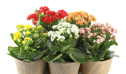 Beautiful kalanchoe flowers in pots isolated on white