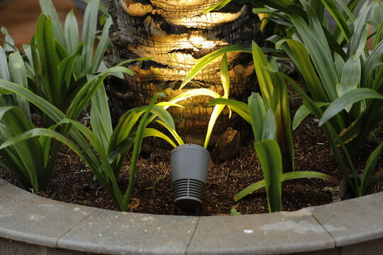 garden lights that are spotlighted on tree trunks