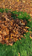 fallen leaves raked in the garden in autumn