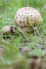 A close-up of wild mushrooms, showcasing their unique texture and vibrant colors, perfectly capturing the atmosphere of nature and harvest