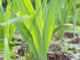 Fototapeta premium A close-up of fresh sprouts, brightly illuminated by the sun's rays, symbolizes hope and the new life cycle of nature